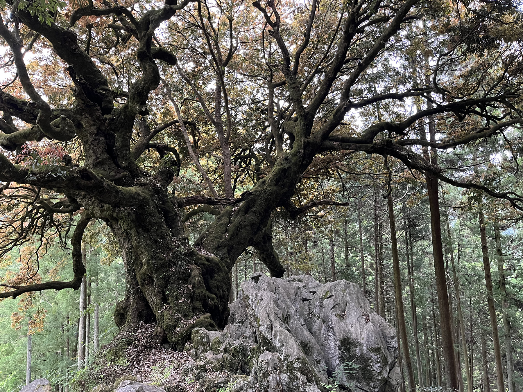 あきる野市 山抱きの大樫