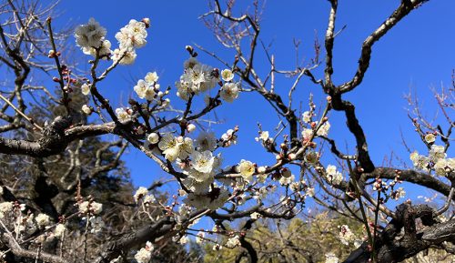 神代植物公園_梅