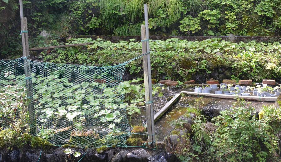 奥多摩のわさび栽培の一例。斜面作られた階段状のわさび田にフキのような形のわさびの葉が生い茂っている。脇の水路から綺麗な湧水が流れ込んでいる。