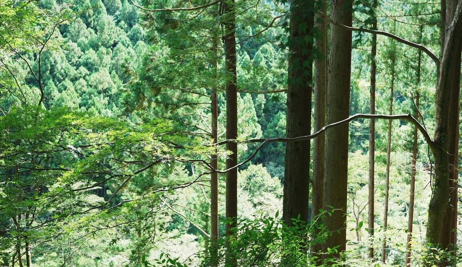 奥多摩むかし道から見える山中の木々。まっすぐ伸びる杉が手前にあり、奥にも対岸の杉の木が見える。