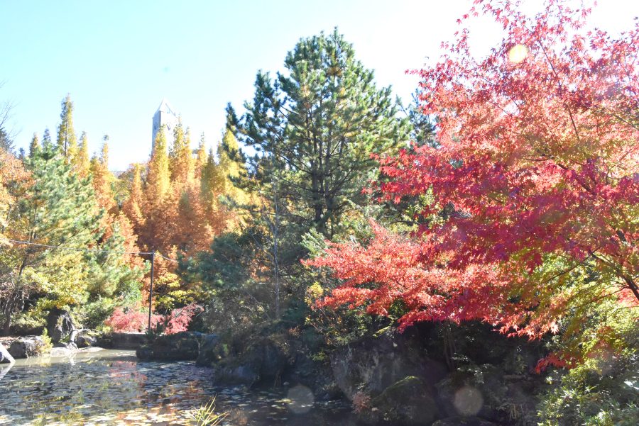 ジュンサイ池公園