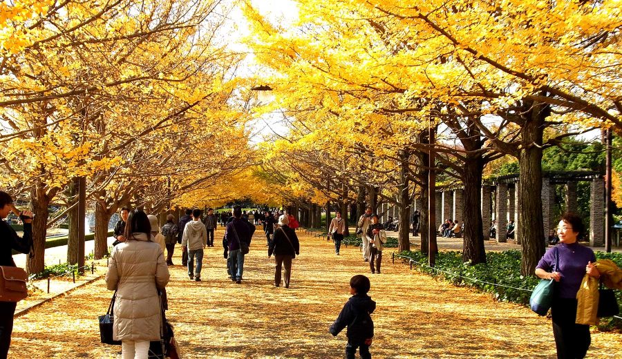 国営昭和記念公園内の語らいのイチョウ並木の様子。鮮やかな黄色に色づいたイチョウが両サイドに立ち並び、落ち葉で黄色く染まった遊歩道を歩く老若男女