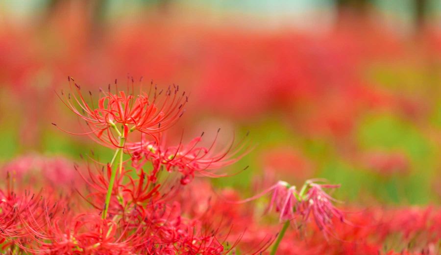 群生する曼珠沙華（彼岸花）の写真