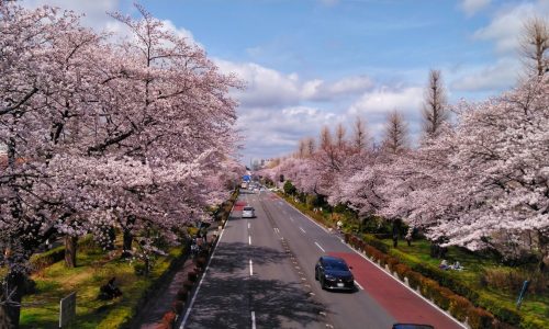 国立市さくら通り（大学通り）の桜