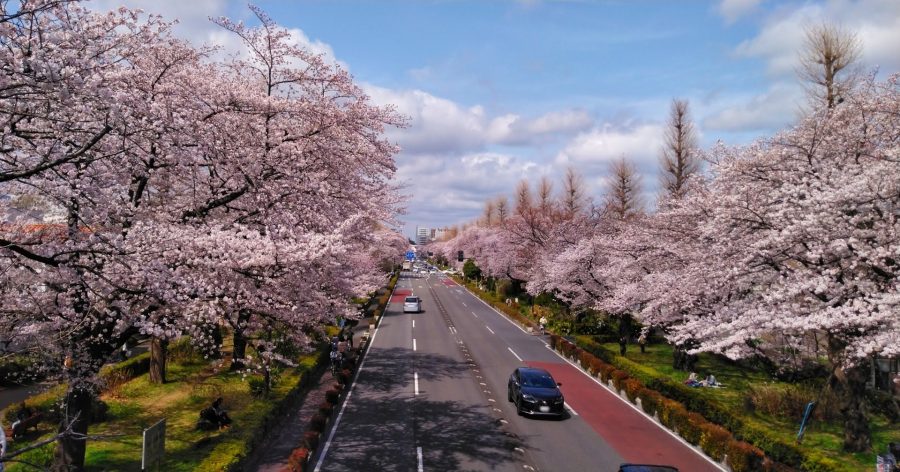 国立市さくら通り（大学通り）の桜