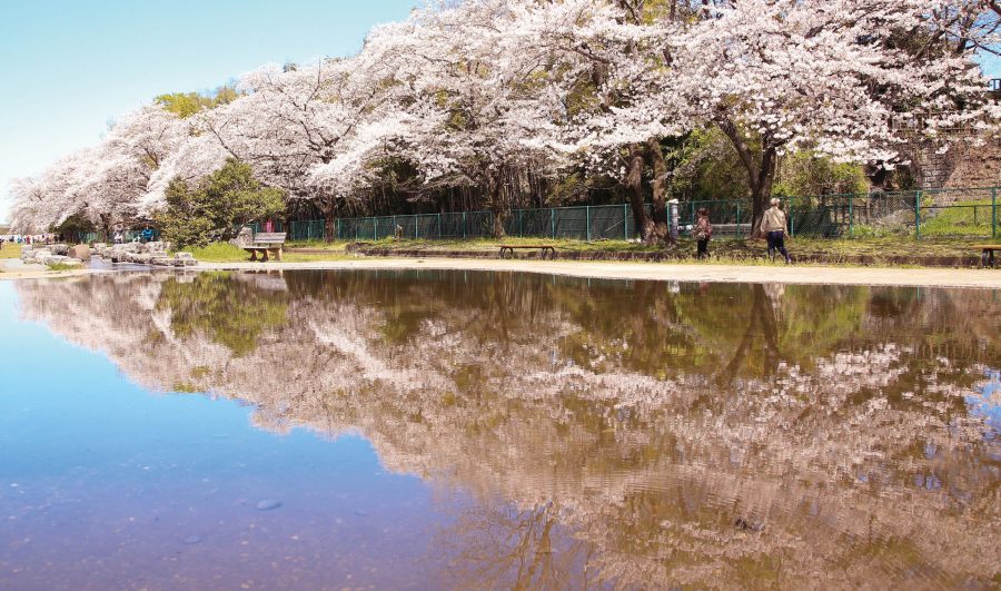 ふっさ桜まつり2026